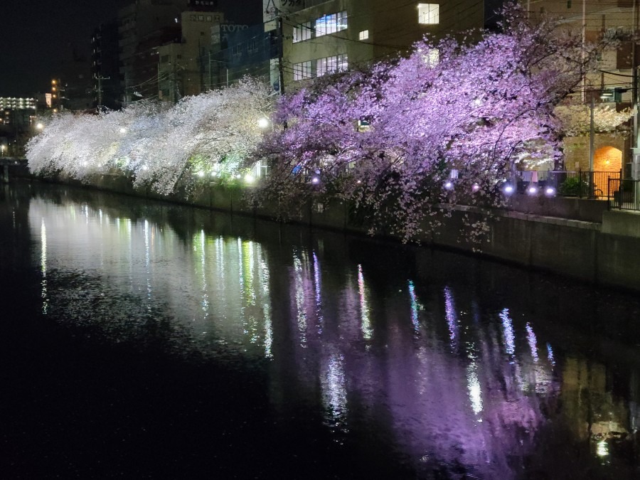 結論は【桜は炭治郎】