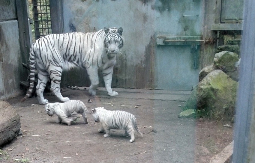 赤ちゃんの凄さ